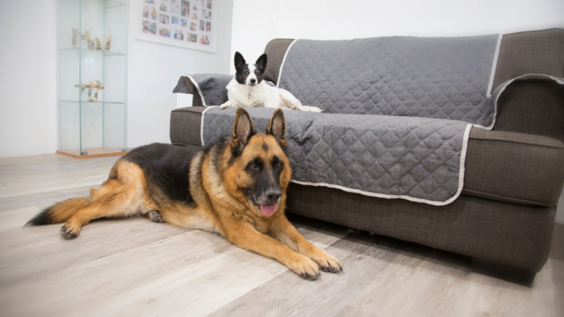 Nathalia Belletato Revista Sexy